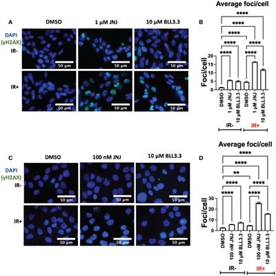 JNJ-64619178 radiosensitizes and suppresses fractionated ionizing radiation-induced neuroendocrine differentiation (NED) in prostate cancer